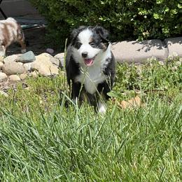 Hope - Black tri female Miniature American Shepherd puppy in Troy, Ohio from Wiggle Wags Miniature American Shepherds