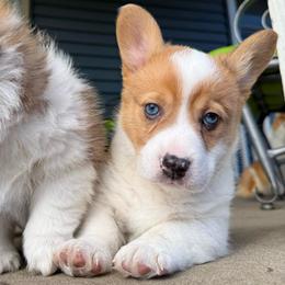 Bluey - Sable male Pembroke Welsh Corgi puppy in Grand Rapids, Michigan from Corgi Love Tales