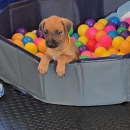 Rhodesian Ridgeback Puppies from Chilolo