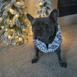 Stitch - French Bulldog