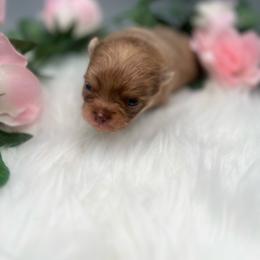 Pee wee - Chocolate merle male Pomeranian puppy in Brentwood, California from Royalpawpoms