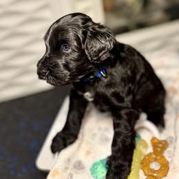 Jet - Bright Blue Collar - Black and white male Portuguese Water Dog puppy in Colorado Springs, Colorado from Melissa's Portuguese Water Dogs