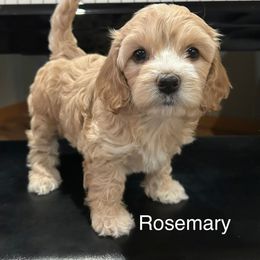 Rosemary - Buff female Cockapoo puppy in Powell, Wyoming from Doodles of Joy