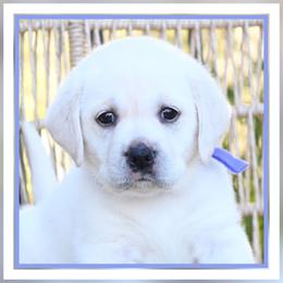 BonBon's Miss Violet - Yellow female Labrador Retriever puppy in Pasco, Washington from ROCK CREEK LABRADORS Pasco, WA