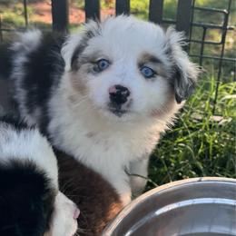 Elsa - Blue merle female Miniature Australian Shepherd puppy in Tecumseh, Oklahoma from Ashley's Aussies, LLC