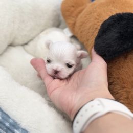Fiji - White male Maltese puppy in Mc Kinney, Texas from Made to Love Maltese LLC