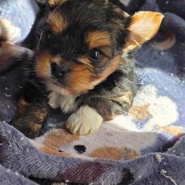Boy 1 - Black and tan male Yorkshire Terrier puppy in White Pigeon, Michigan from Kathys Yorkie and Shih-tzu Cuties