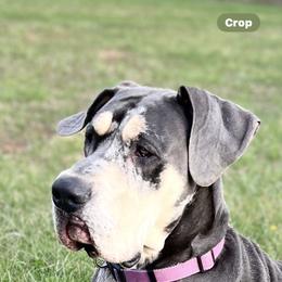 Great Dane puppies from BkB’s House of Danes