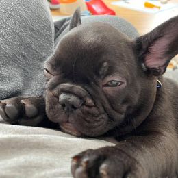 French Bulldog Puppies from Great Northwoods Frenchies