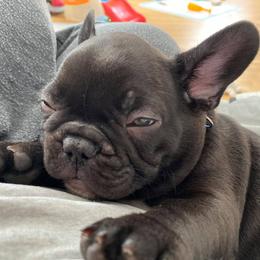 French Bulldog Puppies from Great Northwoods Frenchies