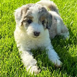 Dawn - Blue merle female Aussiedoodle puppy in Sterling, Colorado from North 40 Doodles