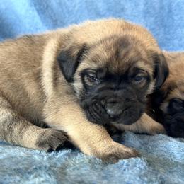 Peach - Fawn female Mastiff puppy in Wewoka, Oklahoma from P Diamond Mastiffs