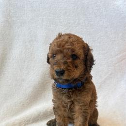 Boy 4 - Red  male Goldendoodle puppy in Valley Farms, Arizona from Gall’s Doodle Ranch