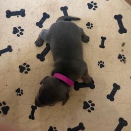 Sable - Gray (blue) female Dachshund puppy in Wappapello, Missouri from Kandb Dachshunds