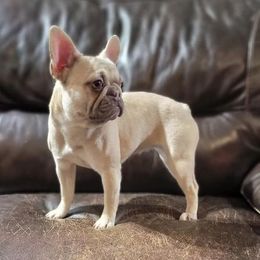 French Bulldogs from Courtney's Pups