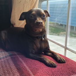 Lily - Miniature Pinscher