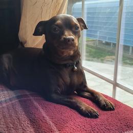 Lily - Miniature Pinscher