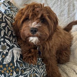 Cavapoo puppies from Dashing Dogs