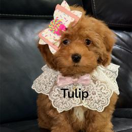 Reduced.....Tulip - Red  female Goldendoodle puppy in Beecher, Illinois from Erica’s Doodles