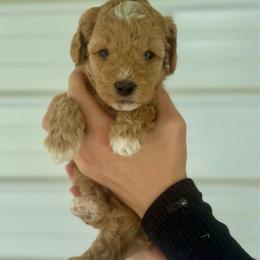 Cheyenne - Apricot female Goldendoodle puppy in Kenansville, North Carolina from J+A Family Doodles
