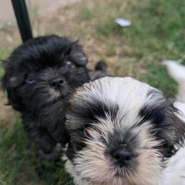 Shih Tzu puppies from Leander Shih Tzu