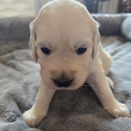 Girl 3 (red collar) Marsali - Light golden female Golden Retriever puppy in Elizabeth, Colorado from Blazing Star Goldens