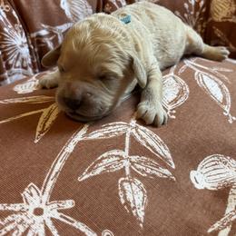 Scallion (blue collar) - Cream male Goldendoodle puppy in Mint Hill, North Carolina from Freshly Minted Goldendoodles
