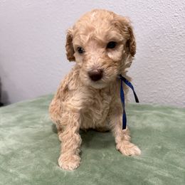 Ace - Cream male Goldendoodle puppy in Moreno Valley, California from Rainbow SoCal Doodles