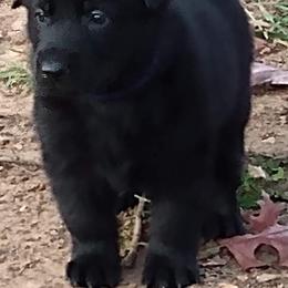 German Shepherd Puppies from Vom Hallynn Jaus