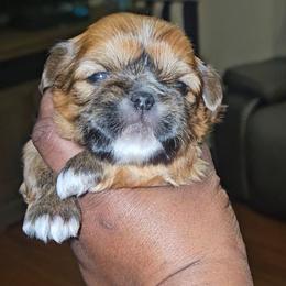 Champ - Black gold and silver male Shih Tzu puppy in Greer, South Carolina from My Precious Paws – Shih Tzu