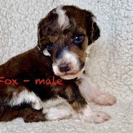 Fox - shaded sable tuxedo - Sable male Poodle puppy in Peyton, Colorado from Fuzzybottoms Ranch LLC