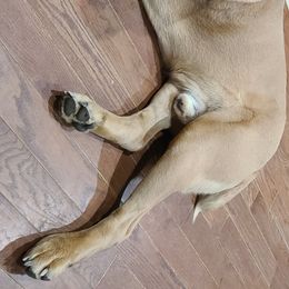 Cane Corso from Burlap N Lace Cane Corso's