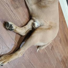 Cane Corso from Burlap N Lace Cane Corso's