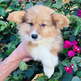Doll 2 fluffy - Fawn female Pembroke Welsh Corgi puppy in Huntington Beach, California from Gingerbread