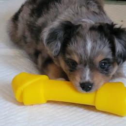 Miniature Australian Shepherd and Toy Australian Shepherd Puppies from Heritage Homestead
