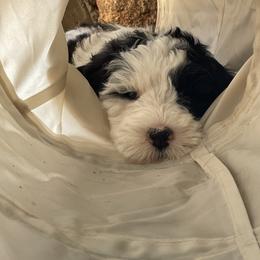 Bernedoodle and Goldendoodle Puppies from Paws 4 Doodles, LLC