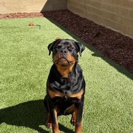 Rottweiler Puppies from Vom Haus Fantasy Rottweiler Kennel