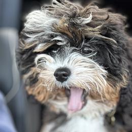 Australian Mountain Doodles, Bernedoodles, and Cavapoos from Boxwood Doodles