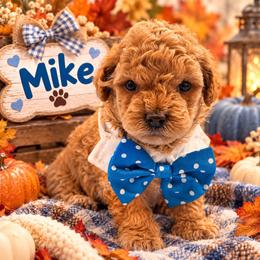 Mike - Brown male Shihpoo puppy in Cooper City, Florida from Jenny La Bone