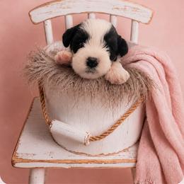 Nora - Parti female Miniature Schnauzer puppy in Winter Haven, Florida from The Blue Eyed Schnauzer