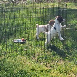 Liver male - Liver and white Brittany puppy in Rhoadesville, Virginia from HOMESCHOOLED BRITTANYS LLC