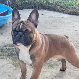 Flash  - French Bulldog