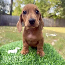 Quade - Dapple male Dachshund puppy in Royse City, Texas from Truehearted Miniature Dachshunds