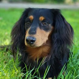 Riley - Dachshund