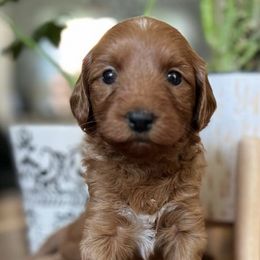 Goldendoodles from Redhead Doodles