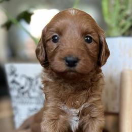 Goldendoodles from Redhead Doodles