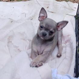 Blue Fawn Boy price: 3,800 - Fawn male Chihuahua puppy in Summerfield, Florida from Uey’s Chihuahuas