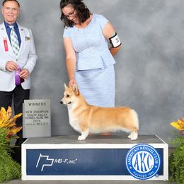 Velma - Pembroke Welsh Corgi