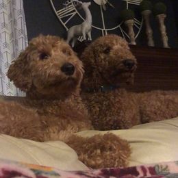 Goldendoodle All Grown Up from Cossey Doodles