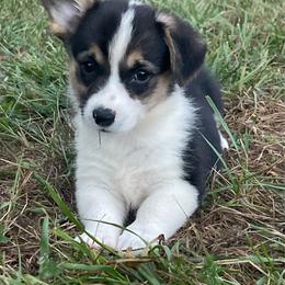 Ivy - Black and tan female Pembroke Welsh Corgi puppy in Mount Carmel, Tennessee from Hidden View Farm